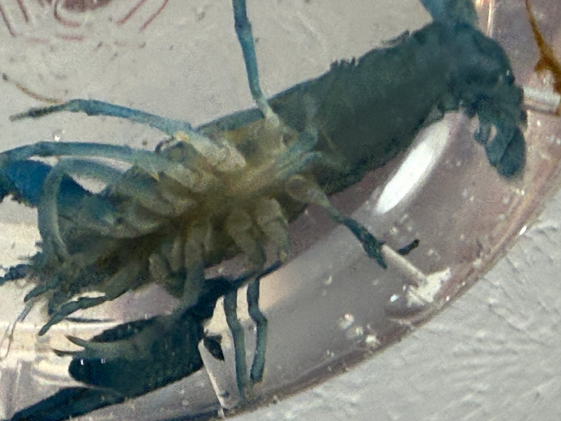 Procambarus alleni "Electric Blue Lobster" Male Pet Crayfish