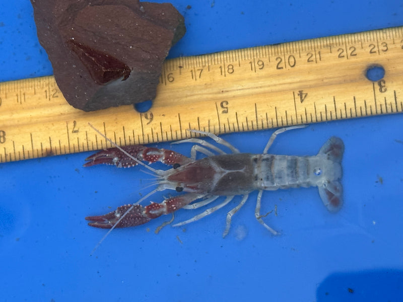 Procambarus clarkii "Tricolor Ghost" Lobster Male Pet Crayfish