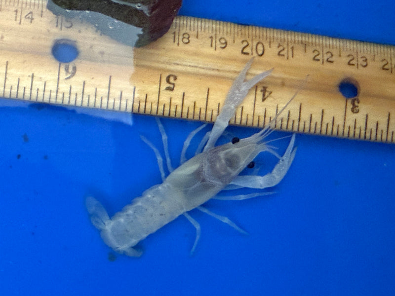 Procambarus alleni "White Spectre" Male Pet Crayfish