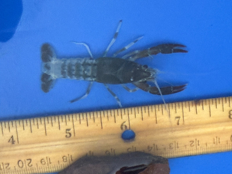 Procambarus clarkii "Chocolate Ghost" Lobster Female Pet Crayfish