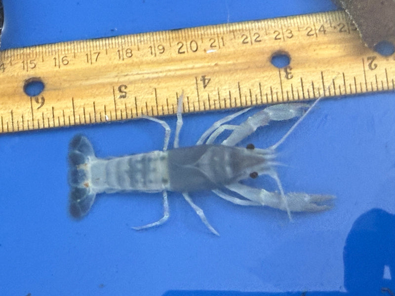 Procambarus clarkii "Blue Ghost" Lobster Female Pet Crayfish