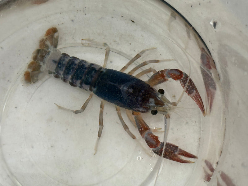 Procambarus clarkii "Tricolor Ghost" Lobster Female Pet Crayfish