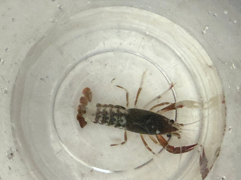 Procambarus clarkii "Tricolor Ghost" Lobster Female Pet Crayfish