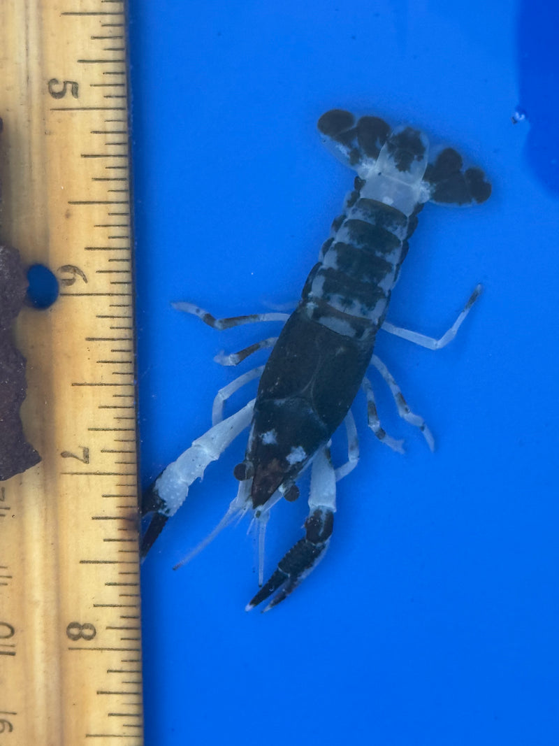 Procambarus clarkii "Tricolor Ghost" Lobster Female Pet Crayfish