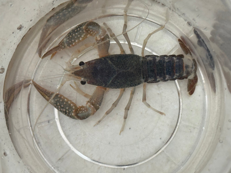 Procambarus clarkii "Chocolate Ghost" Lobster Male Pet Crayfish