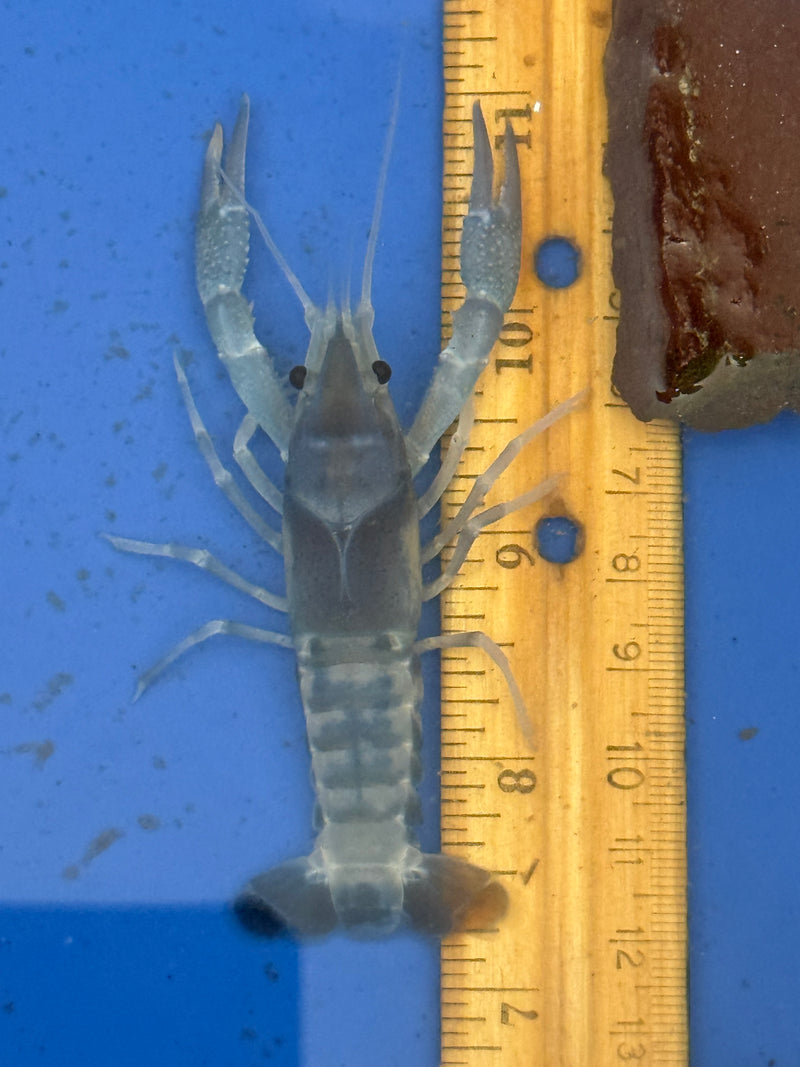 Procambarus clarkii "Blue Ghost" Lobster Male Pet Crayfish