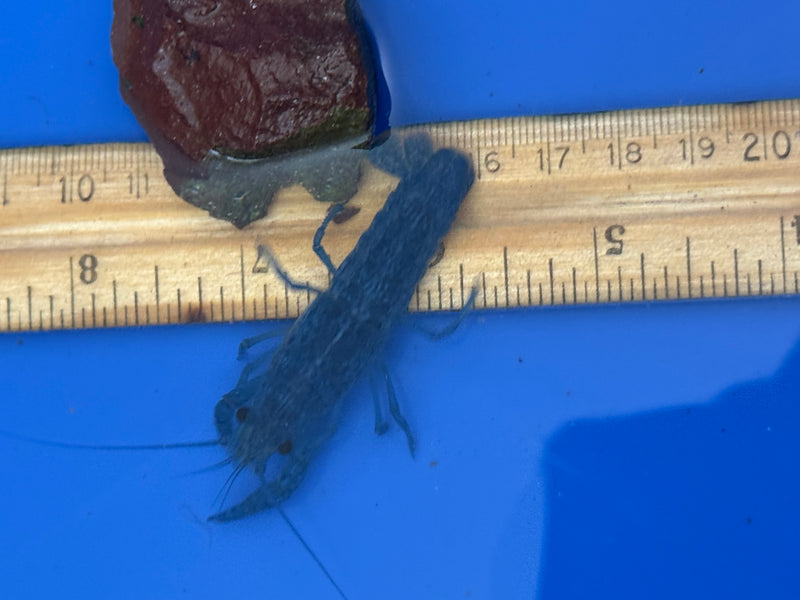 Procambarus alleni "Electric Blue Lobster" Female Pet Crayfish