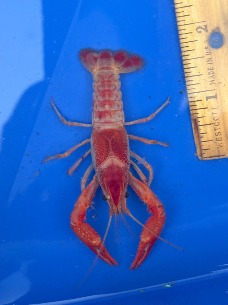 Procambarus clarkii "Orange Ghost" Lobster Male Pet Crayfish