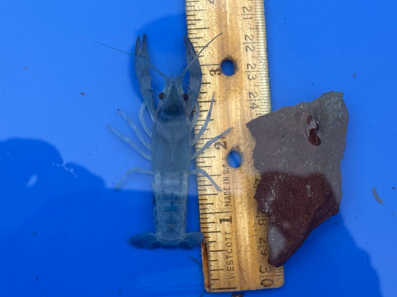 Procambarus clarkii "Blue Ghost" Lobster Female Pet Crayfish