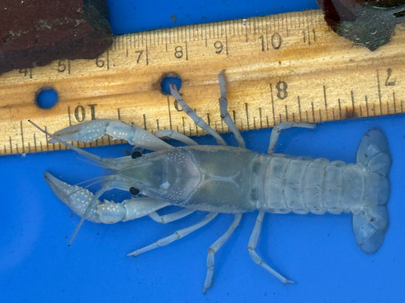 Procambarus clarkii "Blue Ghost" Lobster Female Pet Crayfish