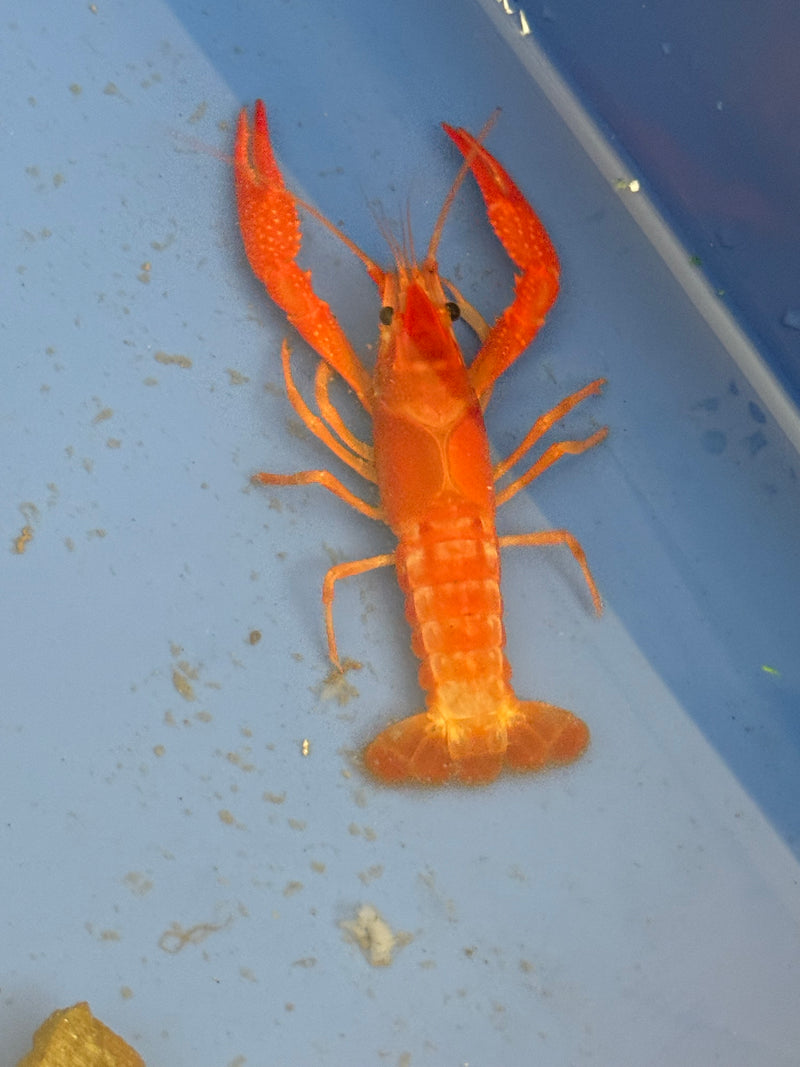 Procambarus clarkii "Orange Ghost" Lobster Male Pet Crayfish