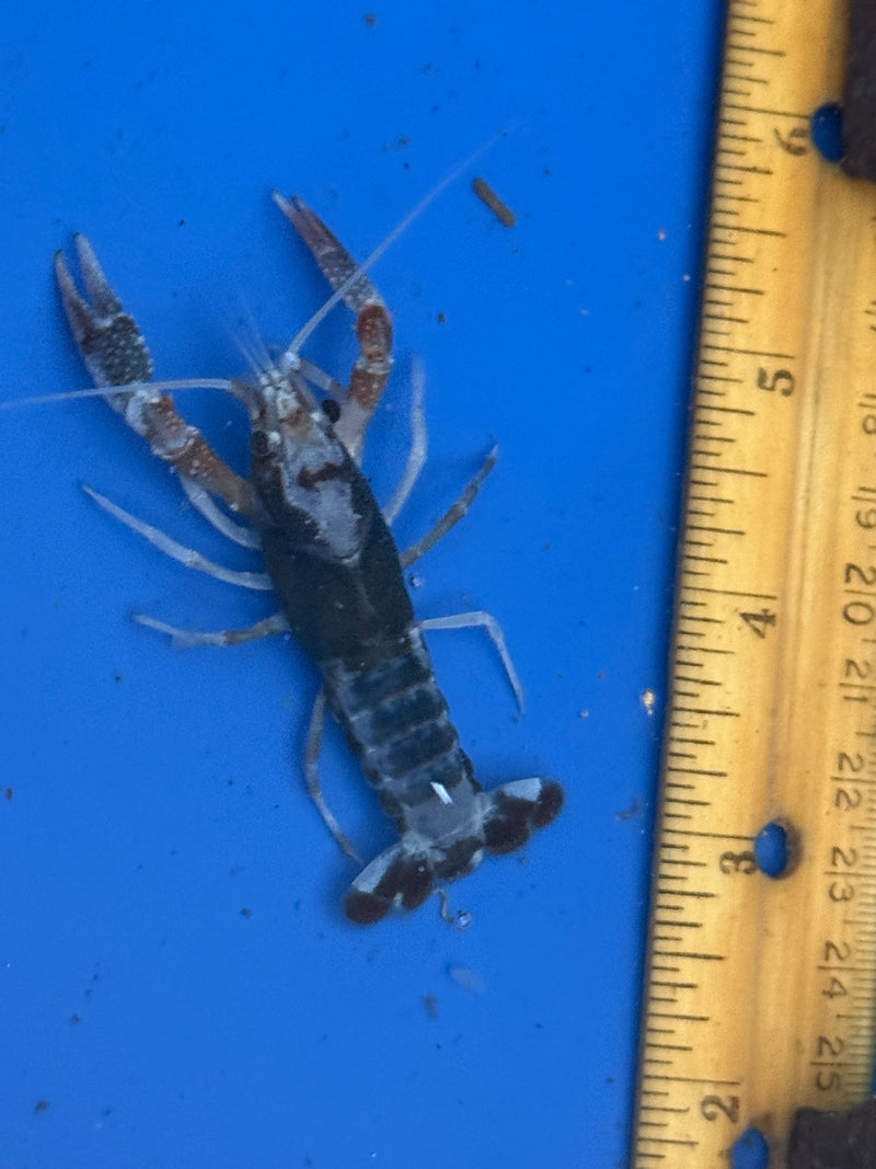 Procambarus clarkii "Chocolate Ghost" Lobster Male Pet Crayfish