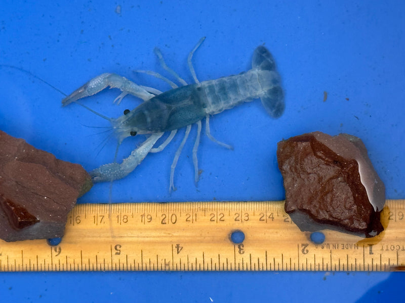 Procambarus clarkii "Blue Ghost" Lobster Male Pet Crayfish