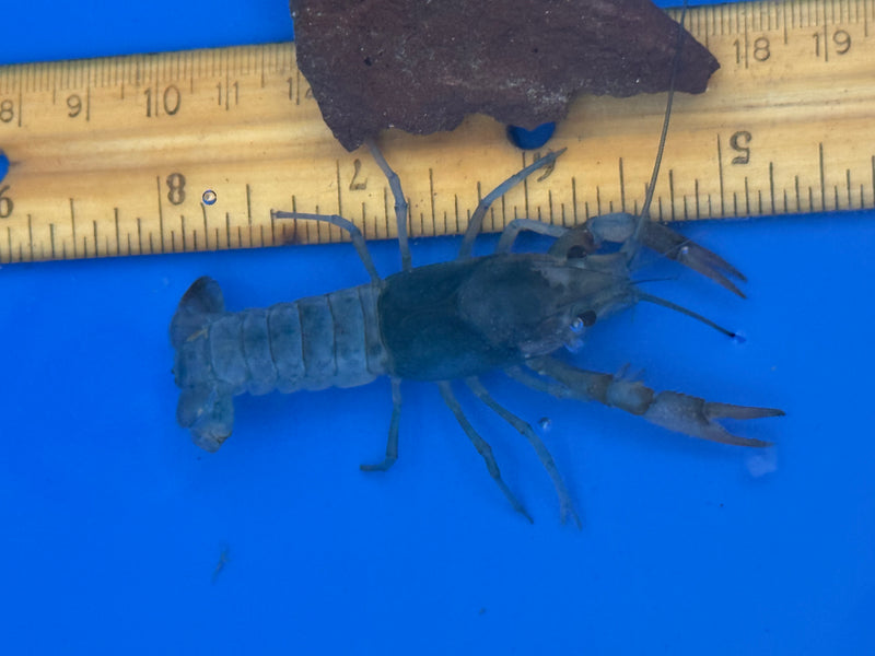 Procambarus clarkii "Tricolor Ghost" Lobster Female Pet Crayfish