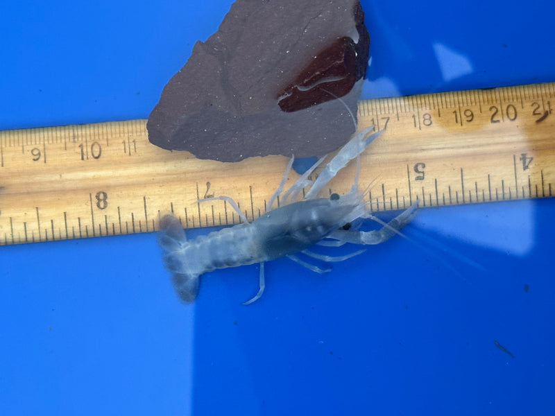 Procambarus clarkii "Blue Ghost" Lobster Male Pet Crayfish