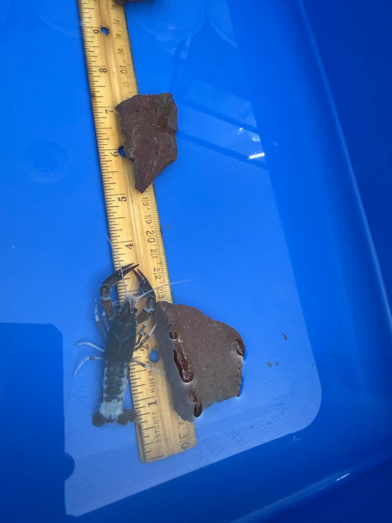 Procambarus clarkii "Chocolate Ghost" Lobster Male Pet Crayfish