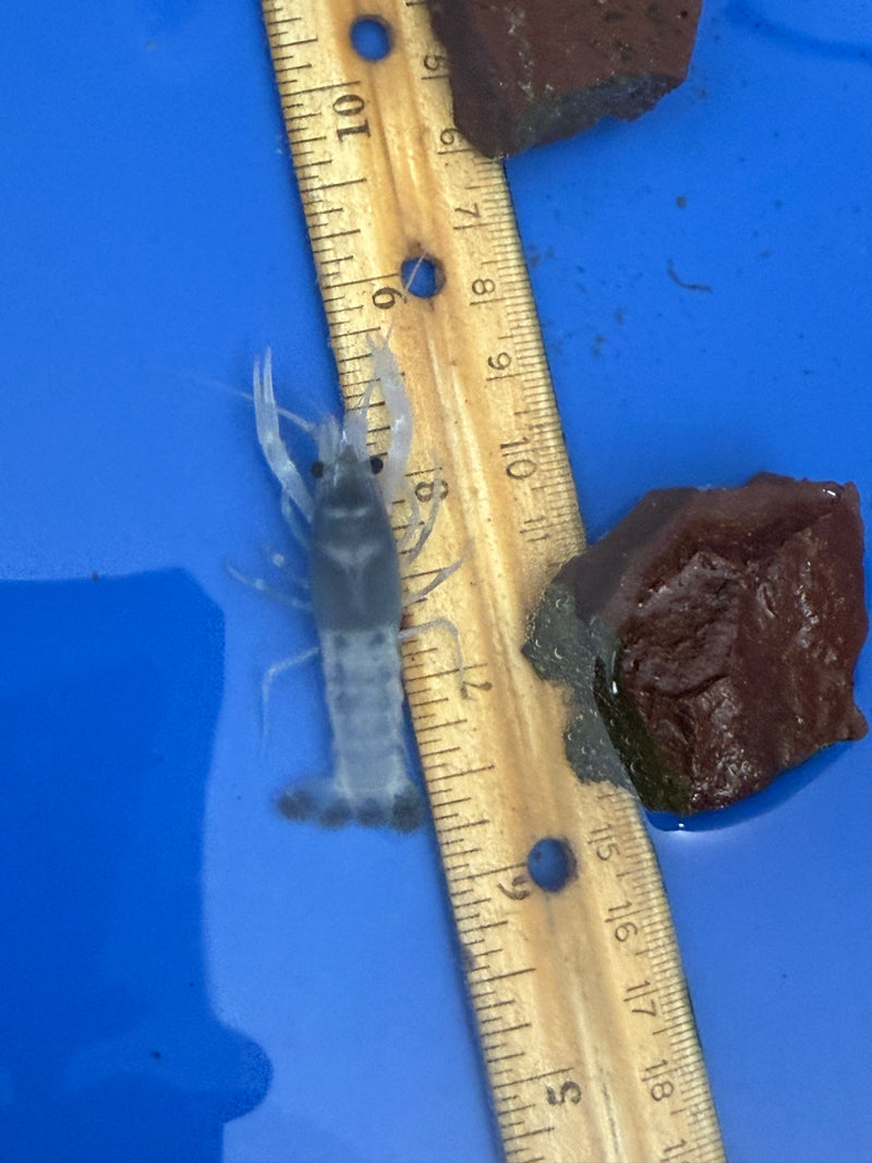 Procambarus clarkii "Blue Ghost" Lobster Female Pet Crayfish