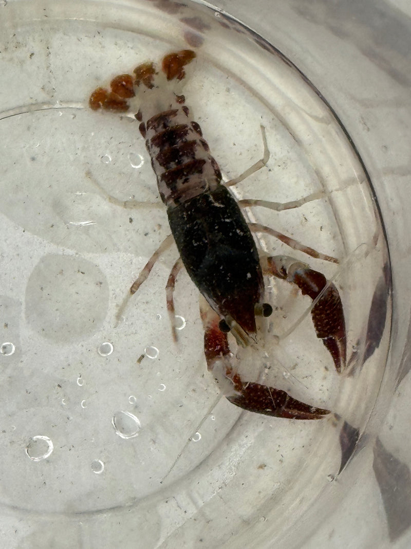 Procambarus clarkii "Chocolate Ghost" Lobster Male Pet Crayfish