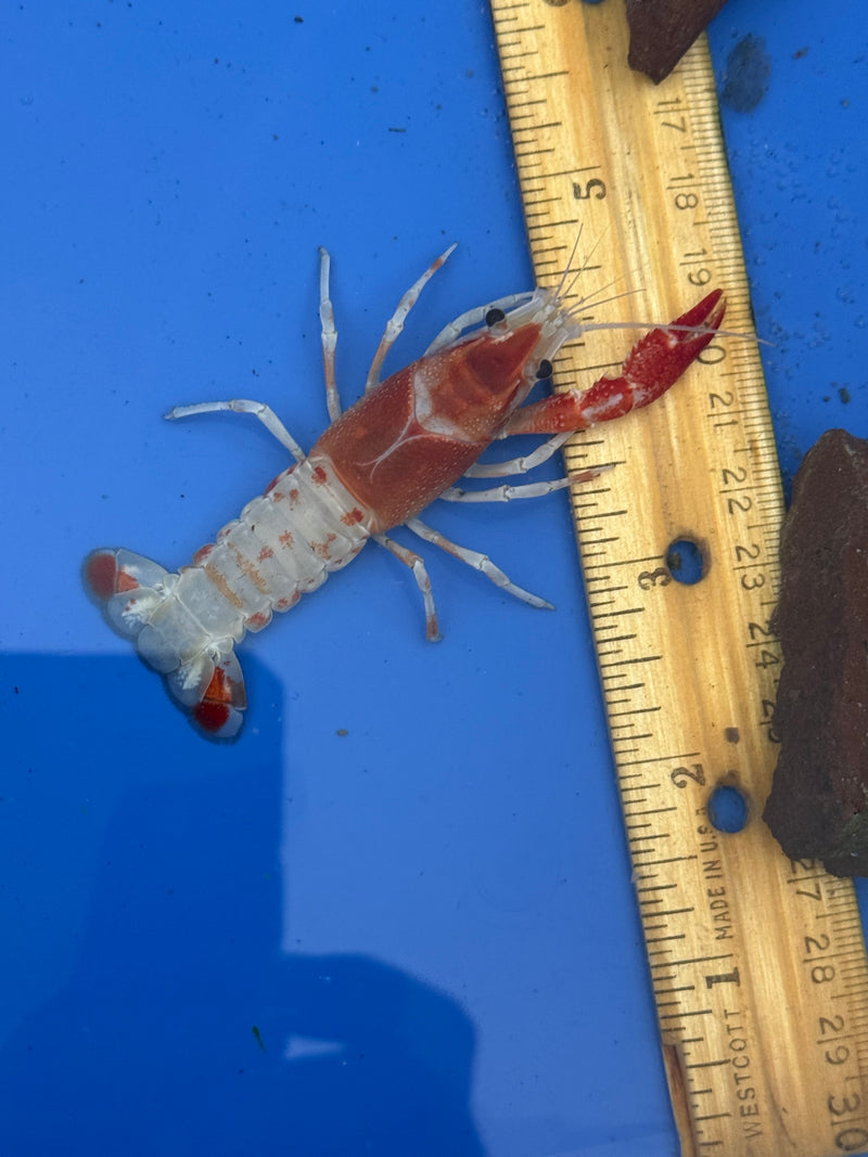 Procambarus clarkii "Orange Ghost" Lobster Female Pet Crayfish