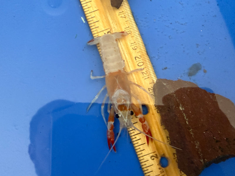 Procambarus clarkii "Orange Ghost" Lobster Female Pet Crayfish