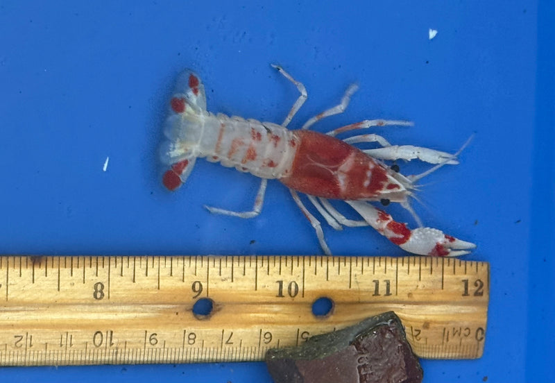 Procambarus clarkii "Orange Ghost" Lobster Female Pet Crayfish