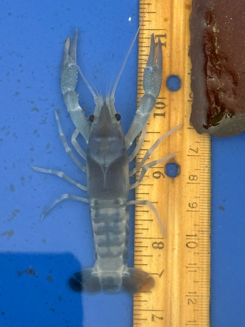 Procambarus clarkii "Tricolor Ghost" Lobster Male Pet Crayfish