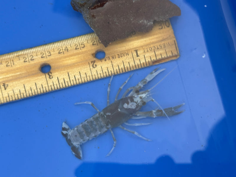 Procambarus clarkii "Blue Ghost" Lobster Female Pet Crayfish