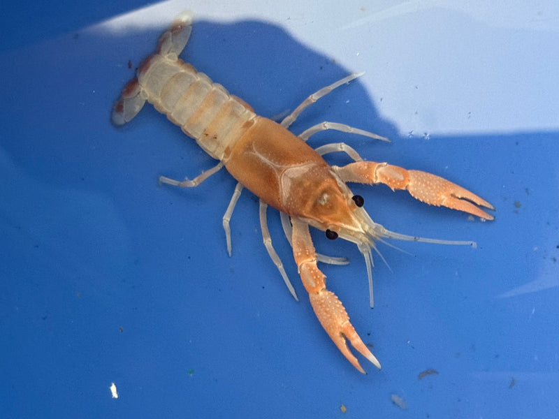 Procambarus clarkii "Orange Ghost" Lobster Male Pet Crayfish