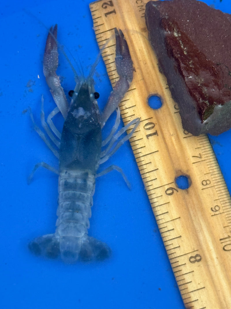 Procambarus clarkii "Tricolor Ghost" Lobster Male Pet Crayfish