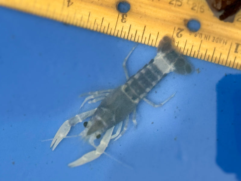 Procambarus clarkii "Blue Ghost" Lobster Male Pet Crayfish