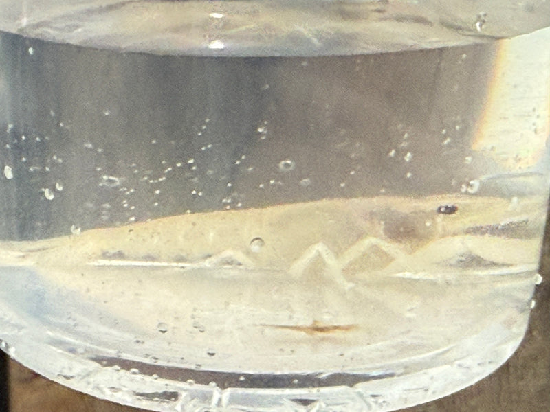 Procambarus alleni "White Spectre" Male Pet Crayfish
