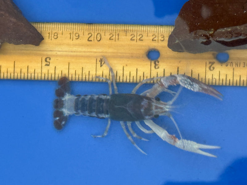 Procambarus clarkii "Tricolor Ghost" Lobster Male Pet Crayfish