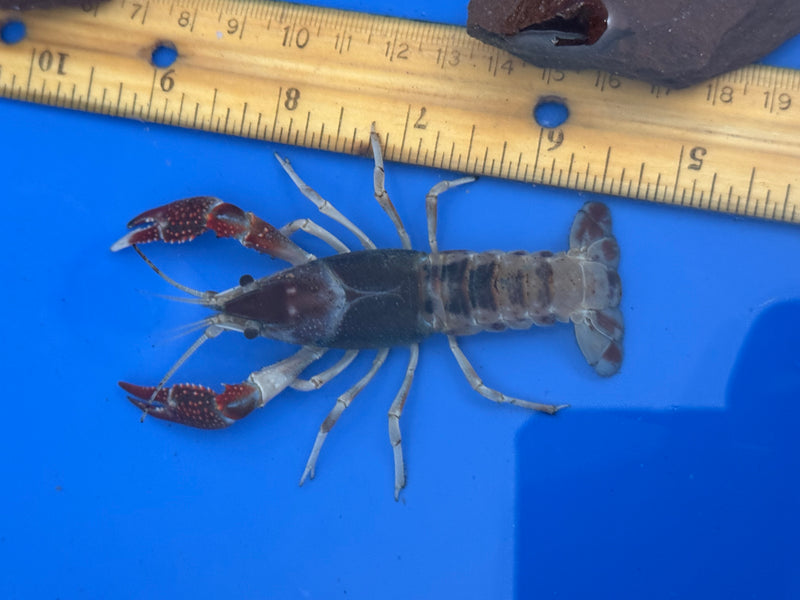 Procambarus clarkii "Chocolate Ghost" Lobster Female Pet Crayfish