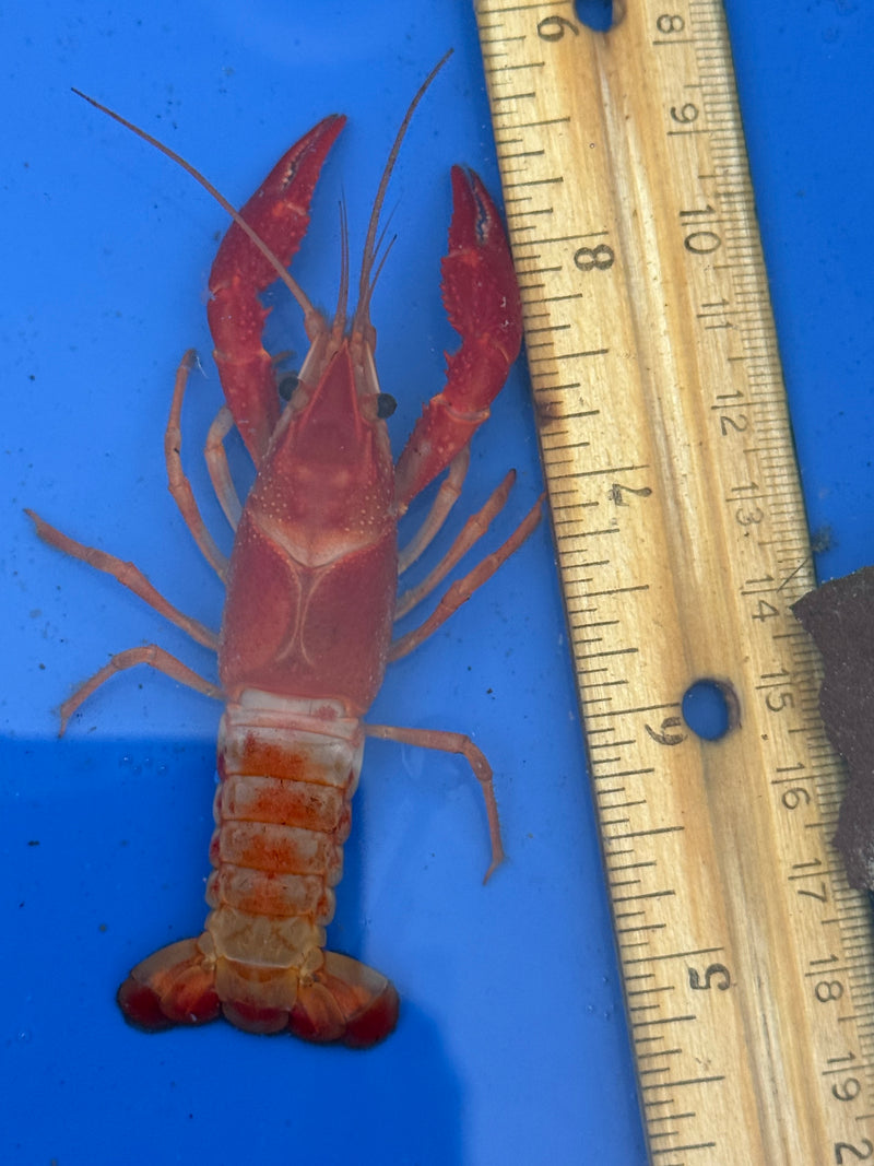 Procambarus clarkii "Orange Ghost" Lobster Female Pet Crayfish
