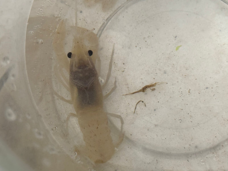 Procambarus alleni "White Spectre" Male Pet Crayfish
