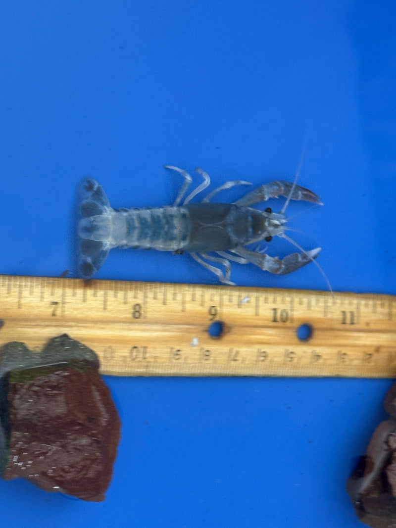 Procambarus clarkii "Blue Ghost" Lobster Female Pet Crayfish