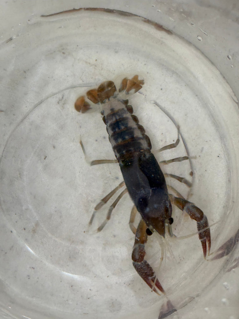 Procambarus clarkii "Tricolor Ghost" Lobster Female Pet Crayfish
