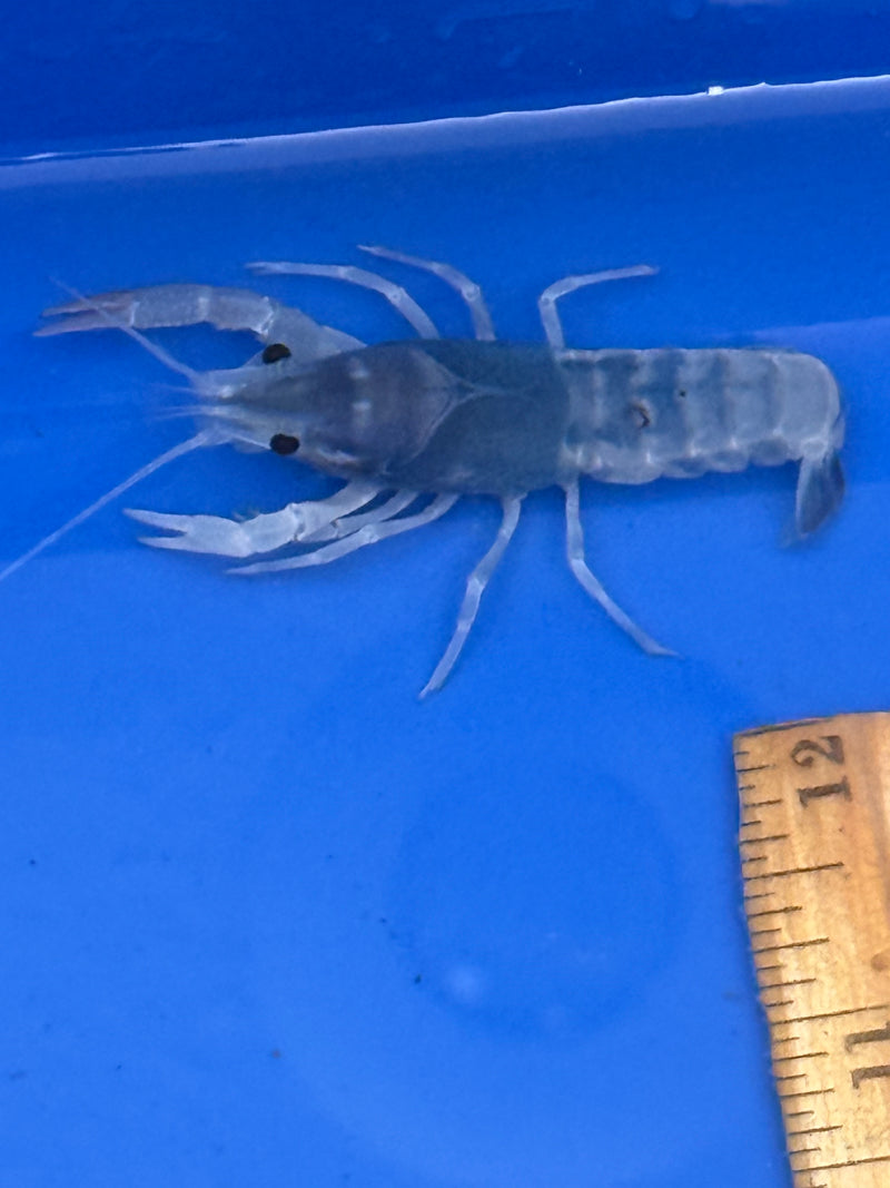 Procambarus clarkii "Blue Ghost" Lobster Female Pet Crayfish