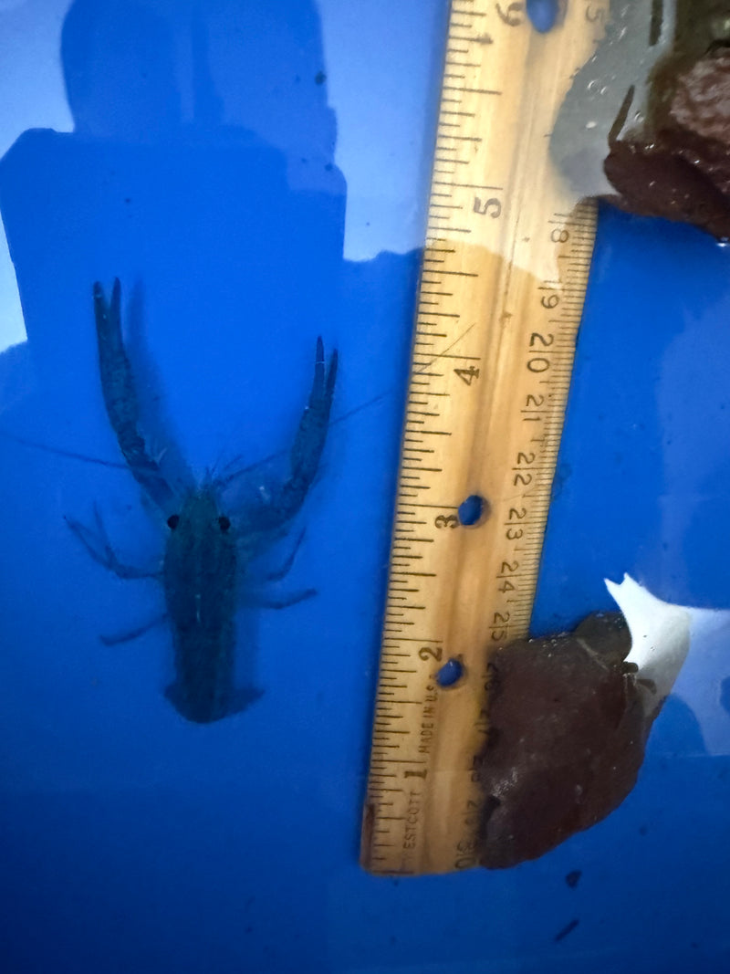 Procambarus alleni "Electric Blue Lobster" Male Pet Crayfish