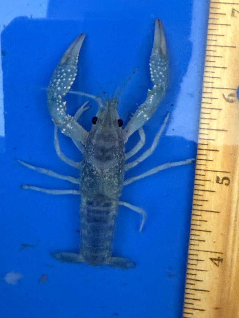 Procambarus clarkii "Blue Ghost" Lobster Male Pet Crayfish