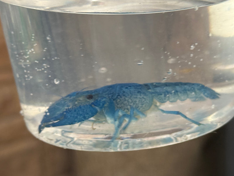 Procambarus alleni "Electric Blue Lobster" Male Pet Crayfish