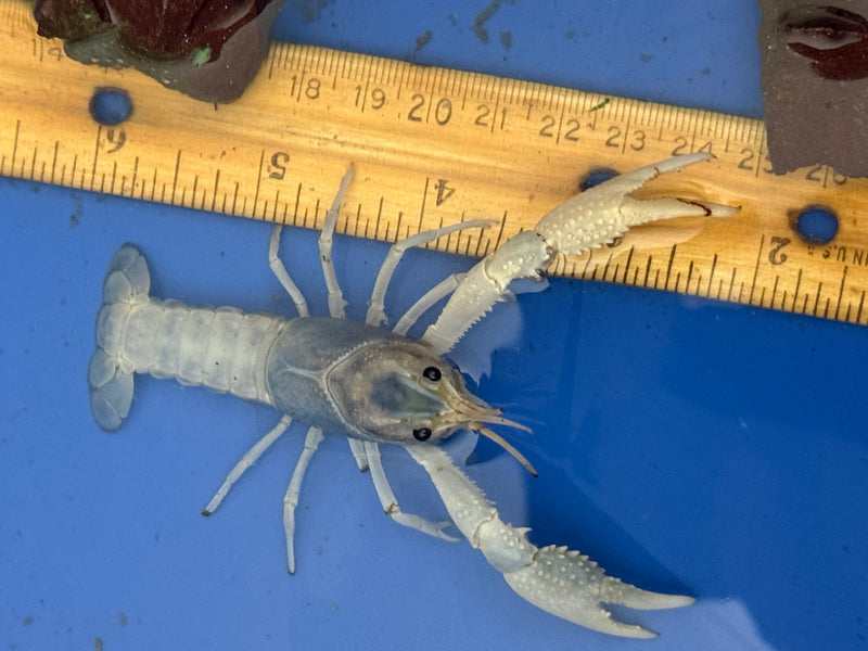 Procambarus clarkii "Blue Ghost" Lobster Male Pet Crayfish