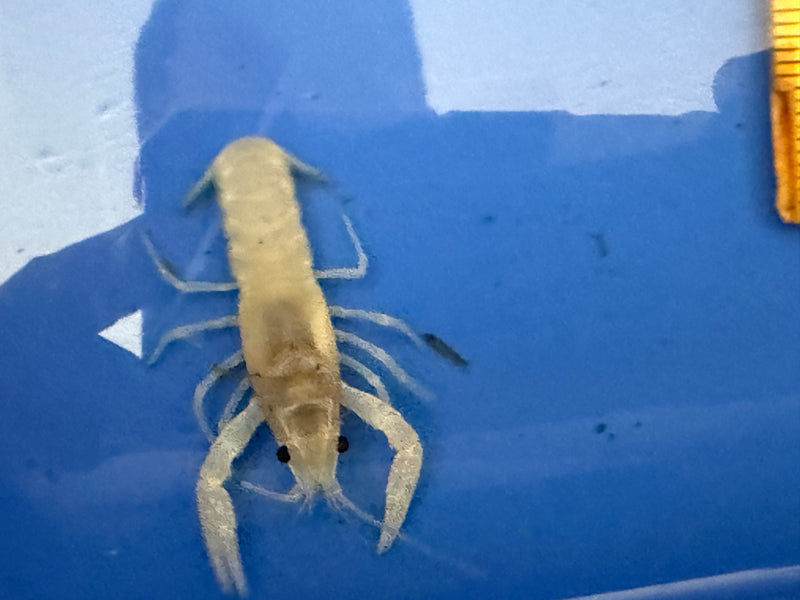 Procambarus alleni "White Spectre" Male Pet Crayfish