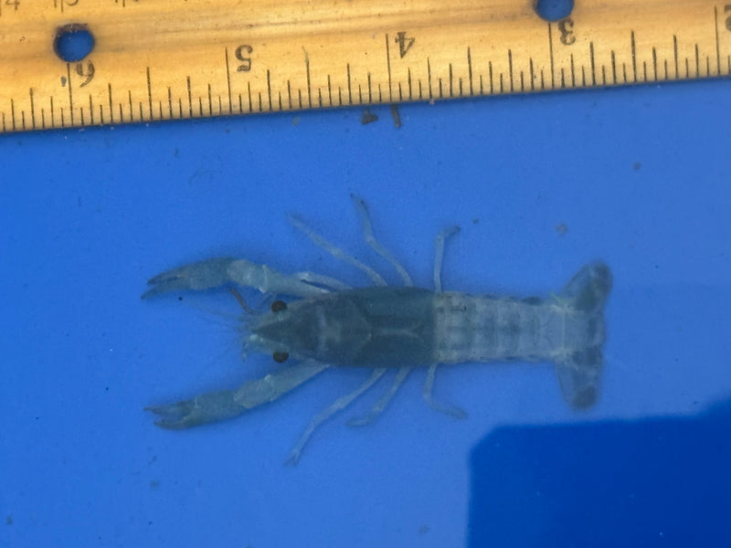 Procambarus clarkii "Blue Ghost" Lobster Male Pet Crayfish