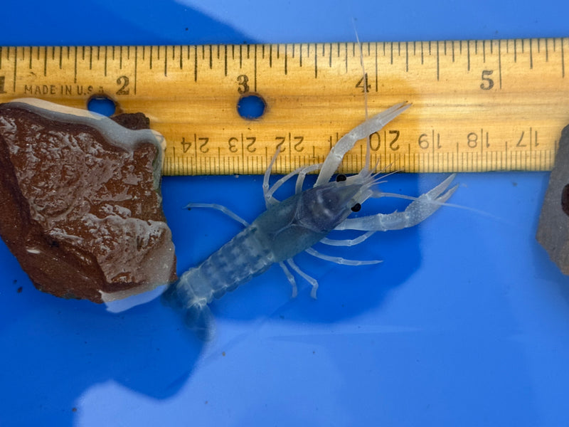 Procambarus clarkii "Blue Ghost" Lobster Male Pet Crayfish