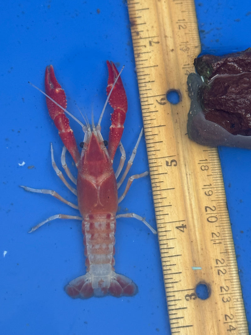 Procambarus clarkii "Orange Ghost" Lobster Male Pet Crayfish