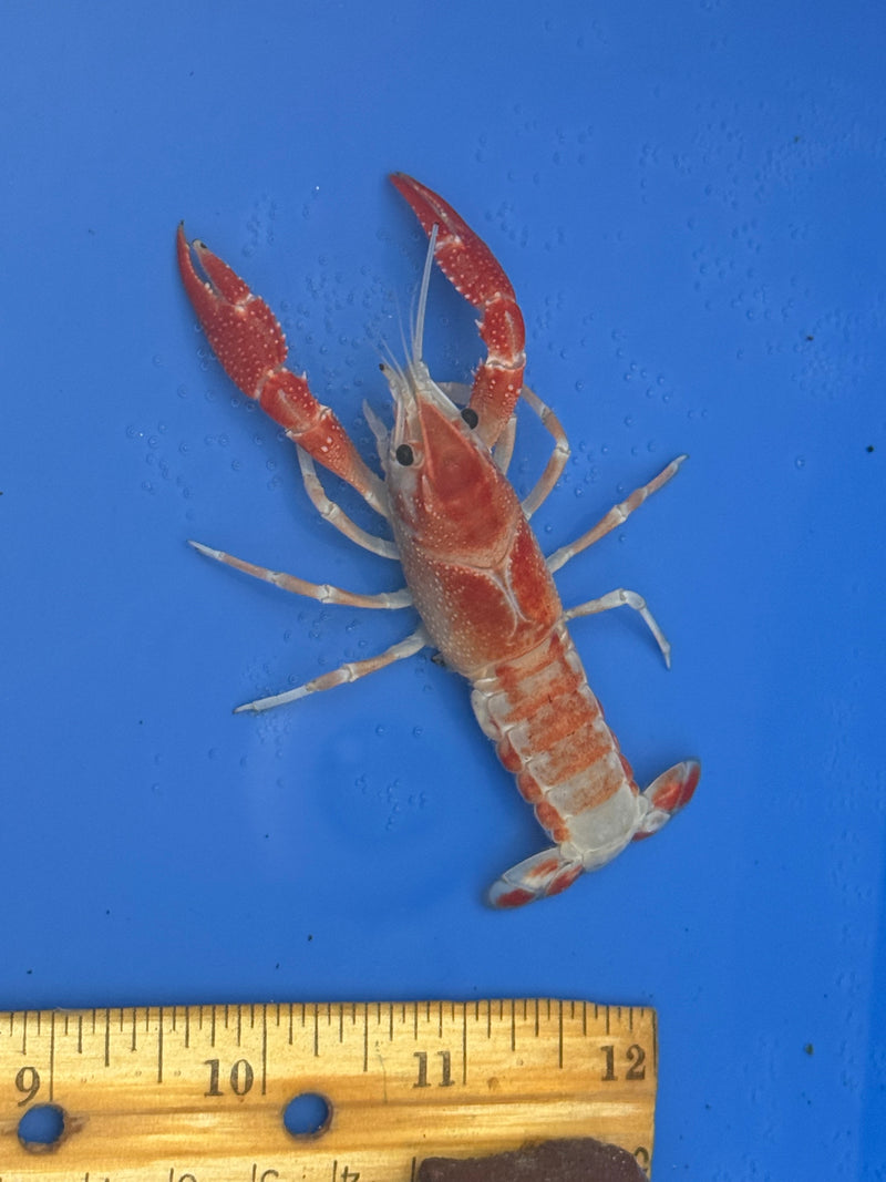 Procambarus clarkii "Orange Ghost" Lobster Female Pet Crayfish