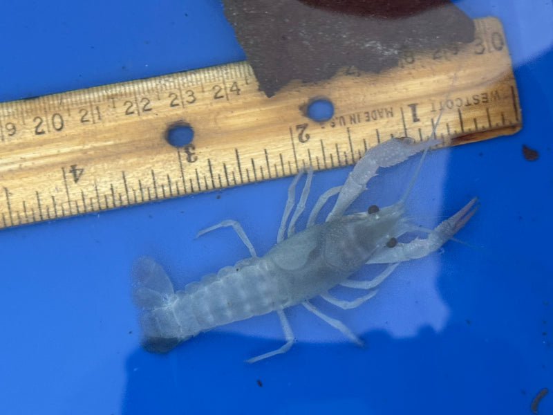 Procambarus clarkii "Blue Ghost" Lobster Female Pet Crayfish