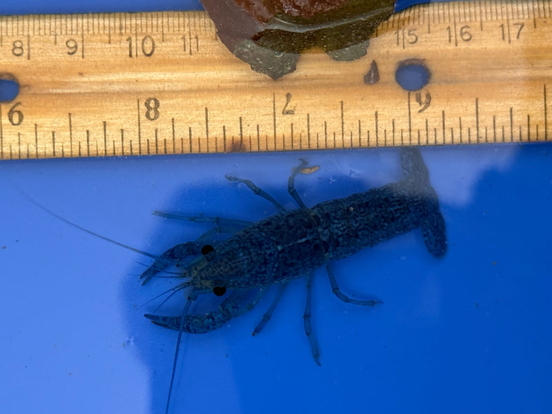 Procambarus alleni "Electric Blue Lobster" Female Pet Crayfish