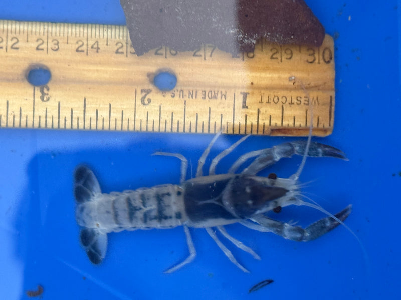 Procambarus clarkii "Blue Ghost" Lobster Male Pet Crayfish